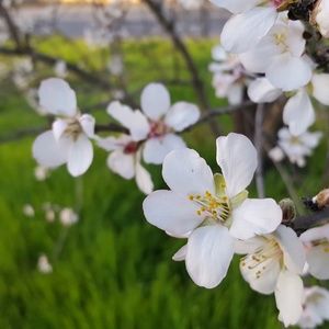 Meet your Posher, Akemi